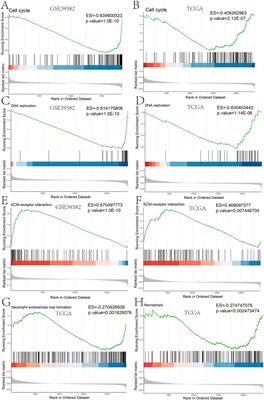 A novel prognostic gene set for colon adenocarcinoma relative to the tumor microenvironment, chemotherapy, and immune therapy